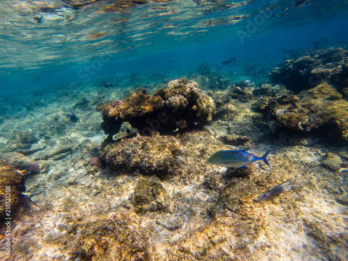 Fototapeta Naklejka Na Ścianę i Meble -  Coral and fish in the Red Sea.Egypt.