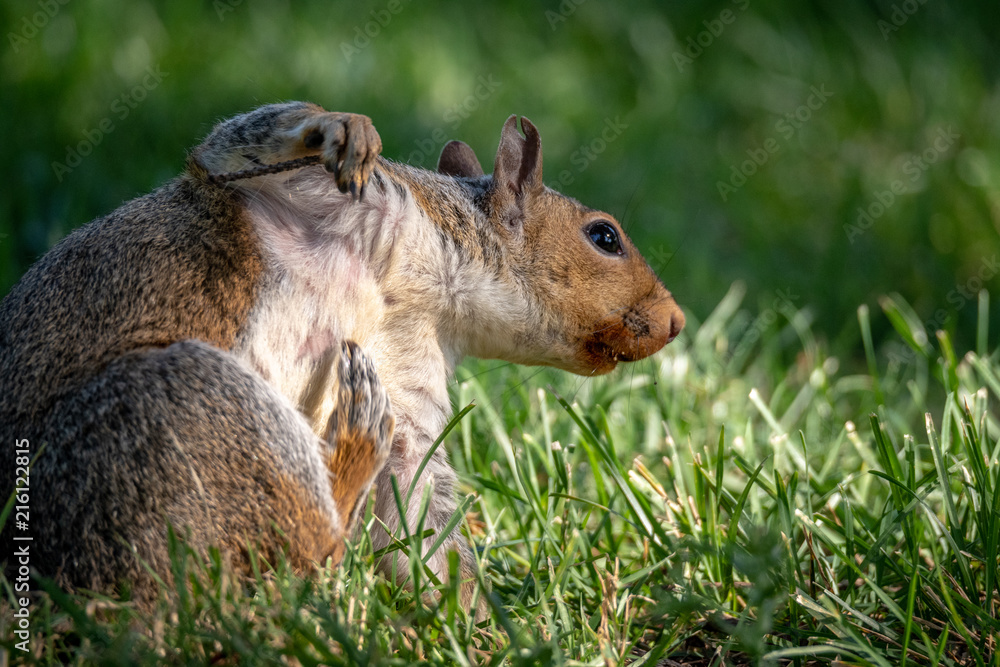 Obraz premium Squirrel Scratching