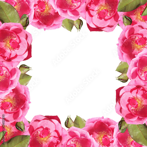 Beautiful floral background of roses. Isolated 