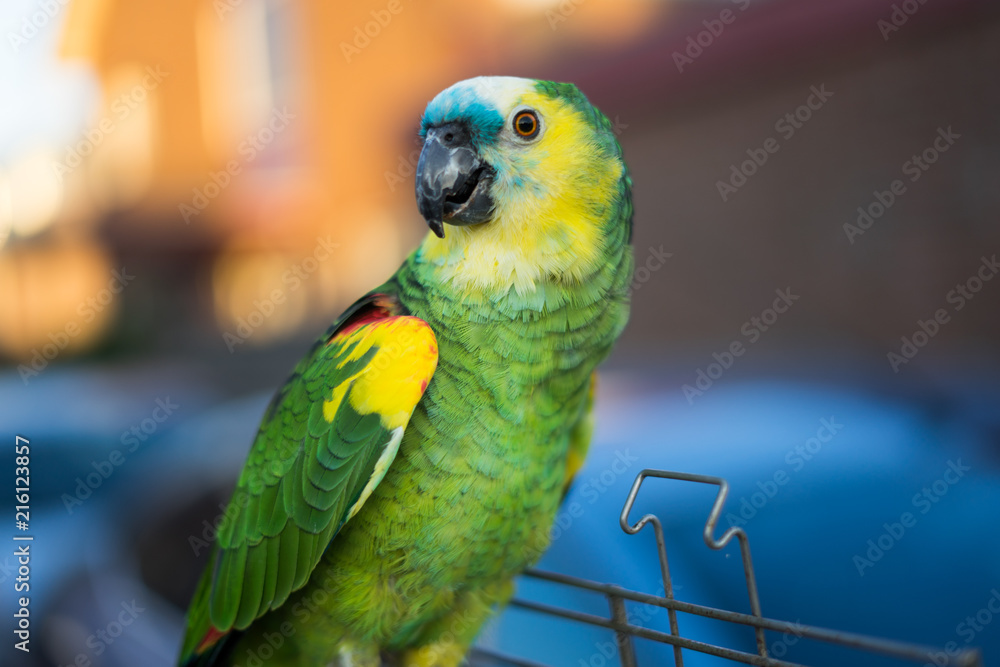Obraz premium Parrot 