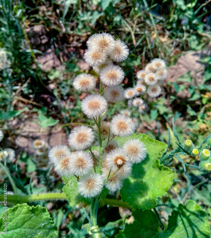 Lot of Dandelions in the field in the spring.
Lot of Dandelions in the field in the spring.