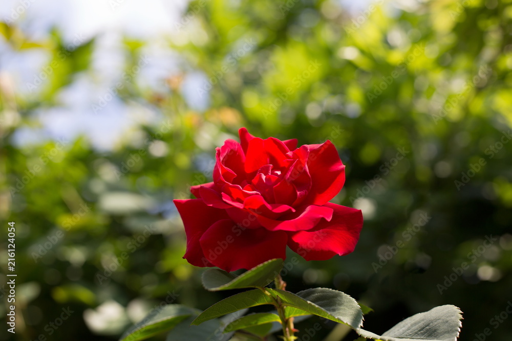 perfekte leuchtende rote Rose im Garten perfekte leuchtende rote Rose im Garten