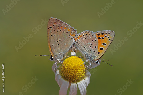 Wallpaper Mural Papatya çiçeği üzerinde Büyük mor bakır kelebeği ( Lycaena alciphron ) Torontodigital.ca