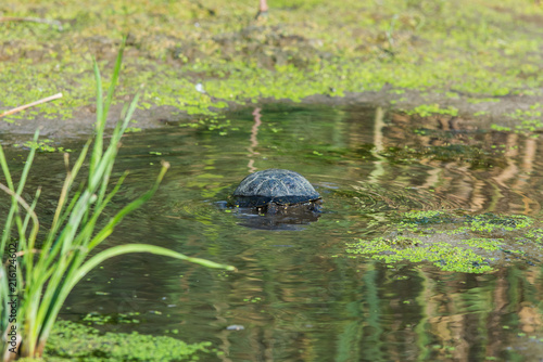 European bog turtle or Emys orbicularis
