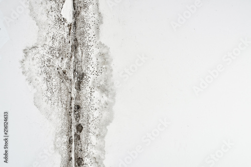 Mold. Aspergillus. Black fungus on a white wall in a corner on the ceiling.. photo