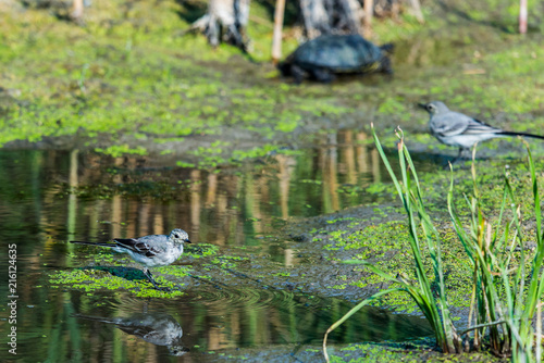 Two White Wagtails or Motacilla alba on swamp.