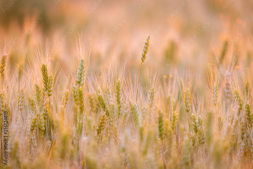 Wheat field. Ears of green wheat. Beautiful Nature Sunset Landscape. Rural Scenery under golden shining Sunlight. Background of ripening ears of meadow wheat field. Rich harvest Concept