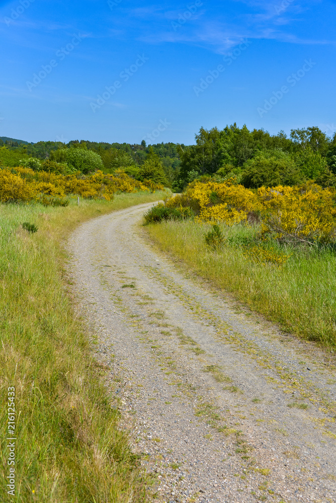 Hiking path in natural reserve of Eifel in Germany as background Hiking path in natural reserve of Eifel in Germany as background