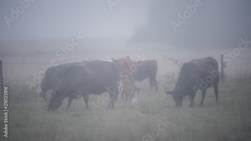 Grazing cows in the mist