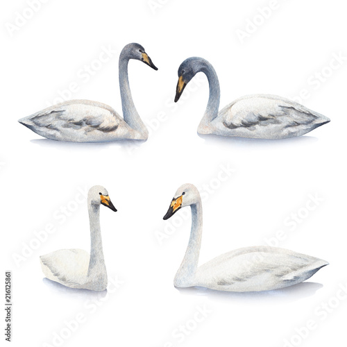 Watercolor illustrations of white mute swan