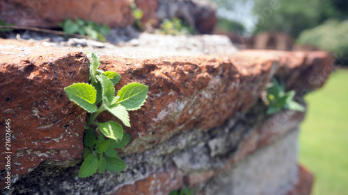 Trees growing in the brick. Ancient old red brick wall with small green tree sprout in wall. Concept of hope and rebirth or new life.