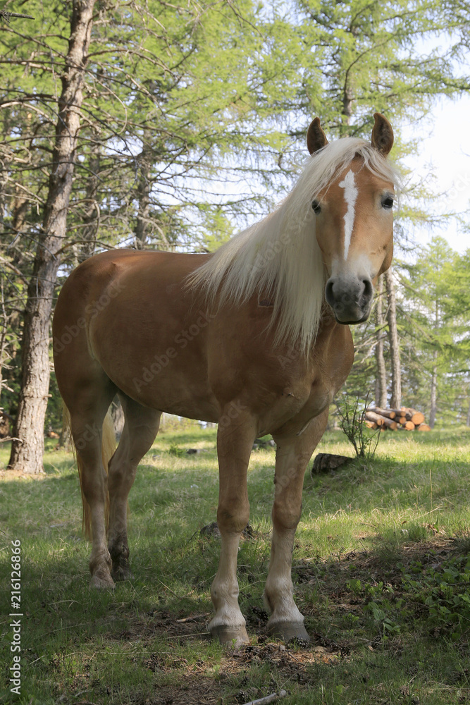 Haflinger Pferd auf Weide, Südtirol, Italien Haflinger Pferd auf Weide, Südtirol, Italien