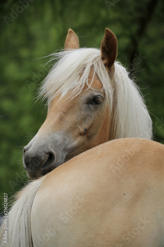 Haflinger Pferd  Portrait  S  dtirol Italien