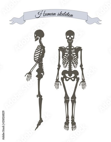 Human Skeleton System Banner Vector Illustration
