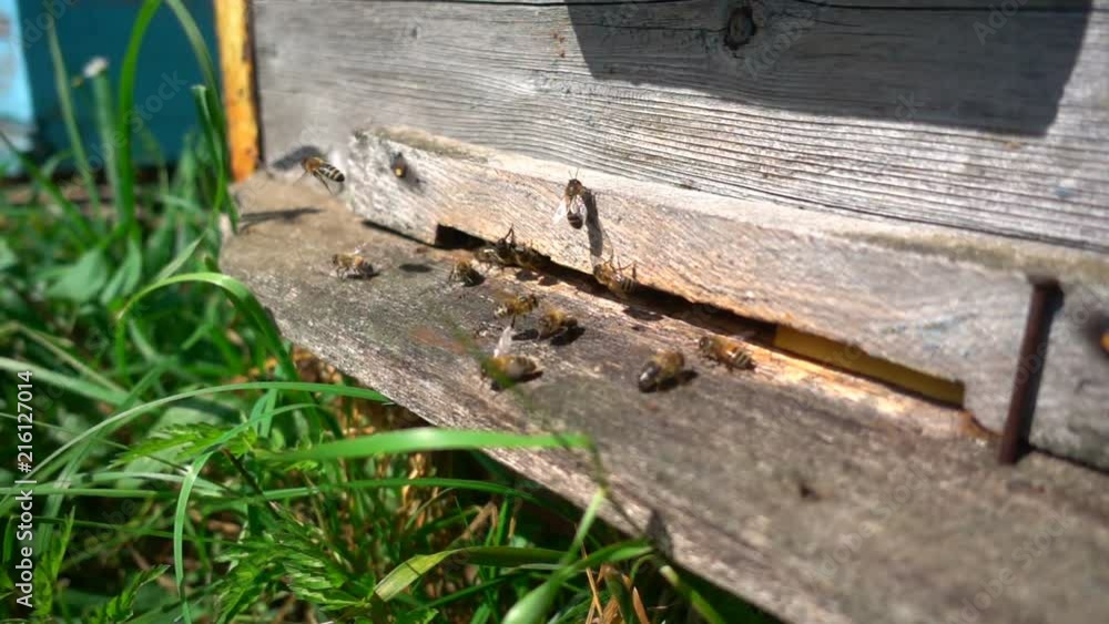 Bees fly from beehive, slow motion Bees fly from beehive, slow motion