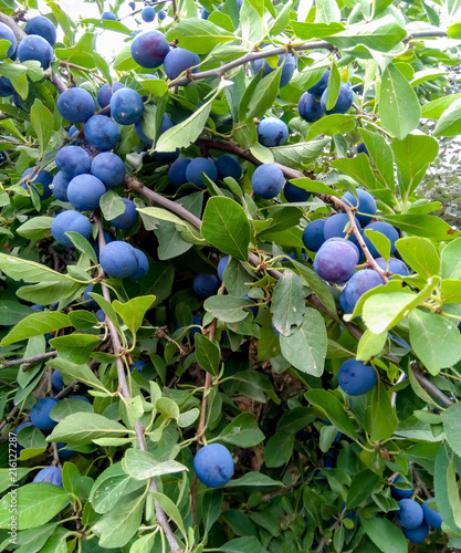 The fruits of blackthorn (Prunus spinosa)
