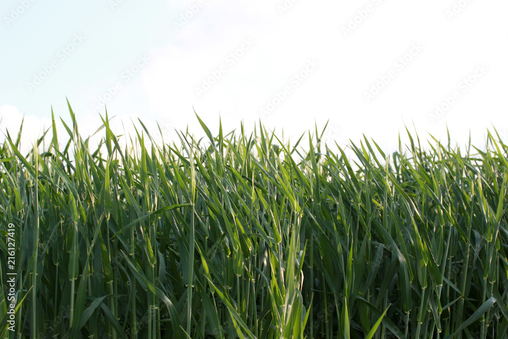Green Wheat Growing In A Field Green Wheat Growing In A Field