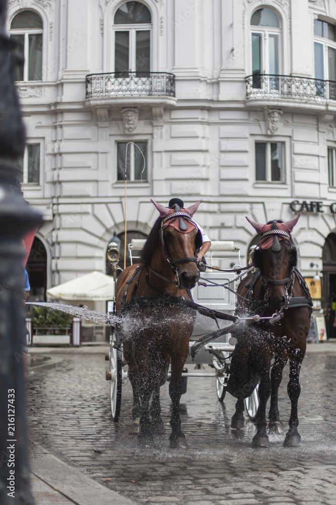  Cooling water for horses in city. Abkühlung für Fiaker Pferde. heißes Wetter, Wien, Vienna.