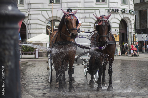 Wasser für Fiaker Pferde, heißes Wetter, Wien, Vienna photo