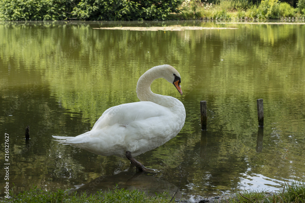 Swan at the edge of a lake Swan at the edge of a lake