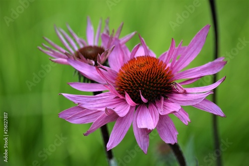 Jeżówka - echinacea