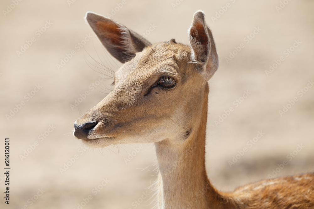 Common female deer or cervus elaphus in a wild sand area Common female deer or cervus elaphus in a wild sand area