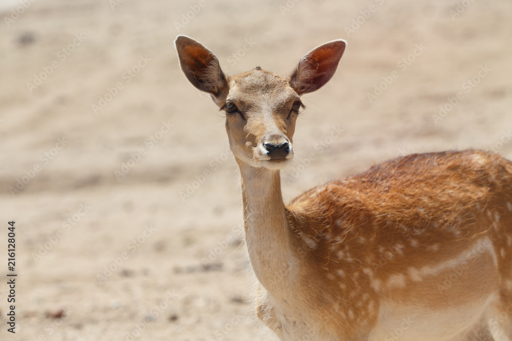 Common female deer or cervus elaphus in a wild sand area Common female deer or cervus elaphus in a wild sand area