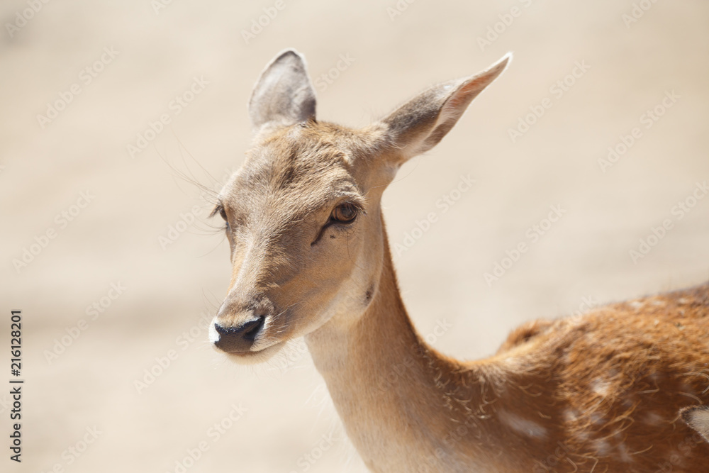 Common female deer or cervus elaphus in a wild sand area Common female deer or cervus elaphus in a wild sand area