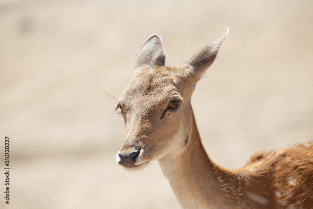 Common female deer or cervus elaphus in a wild sand area Common female deer or cervus elaphus in a wild sand area
