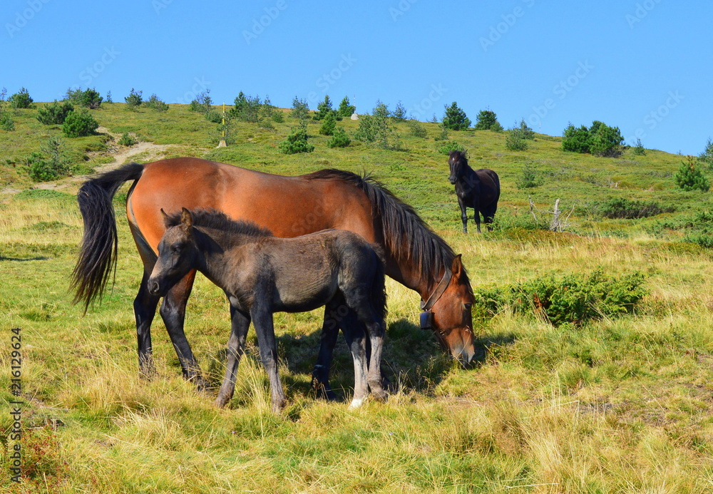 Fototapeta premium Mountain horse family