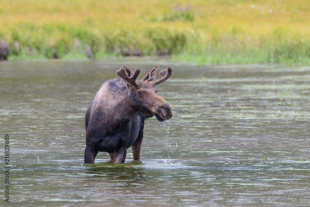 Shiras Moose of The Colorado Rocky Mountains Shiras Moose of The Colorado Rocky Mountains
