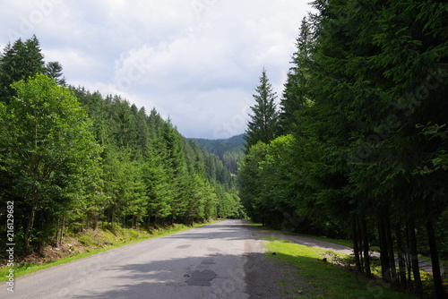 road in the mountains among green trees © kunetsSCG