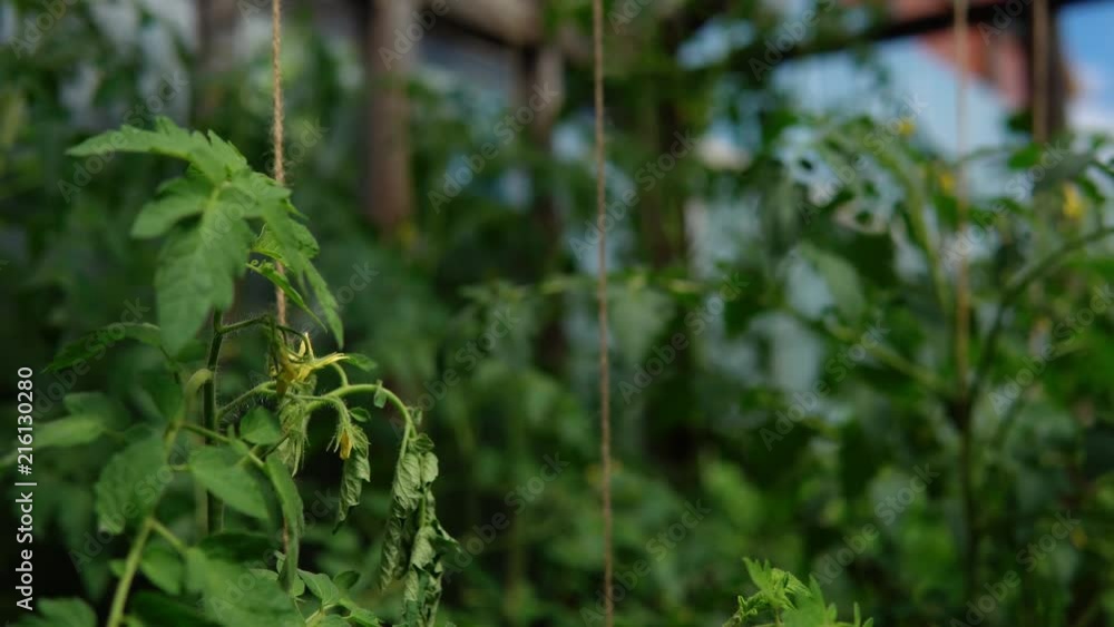 A hand in a white glove holds a withering leaf, a tomato quality control, identification of pests, viral and bacterial diseases, close-up A hand in a white glove holds a withering leaf, a tomato quality control, identification of pests, viral and bacterial diseases, close-up