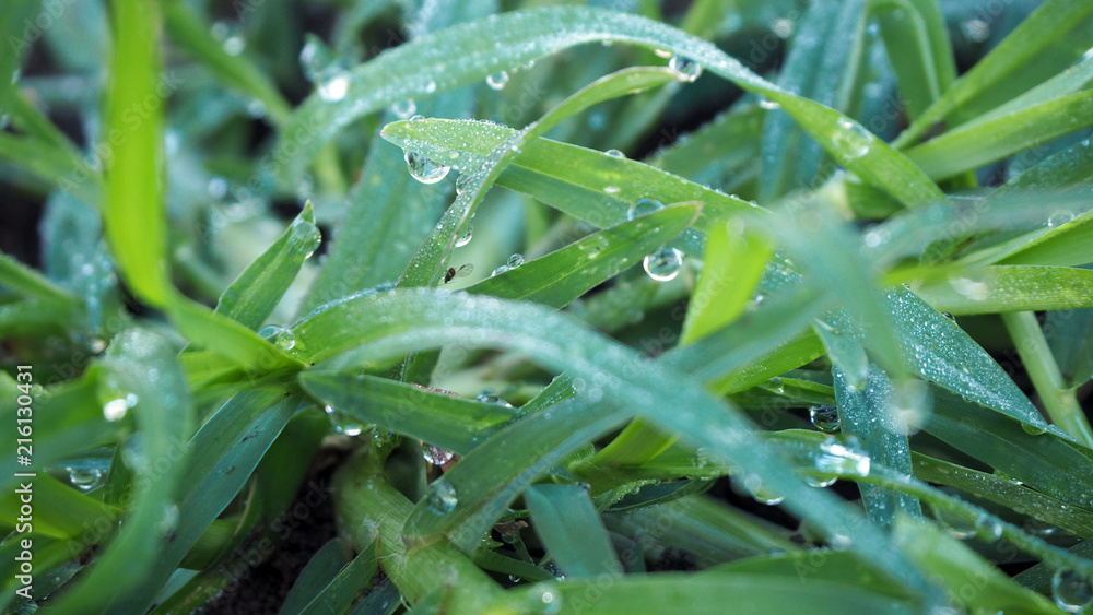 Grass closeup with dew on green grass. Grass closeup with dew on green grass.