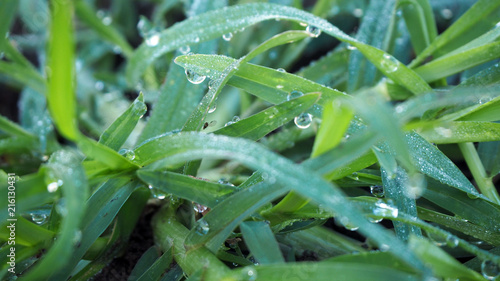 Grass closeup with dew on green grass.