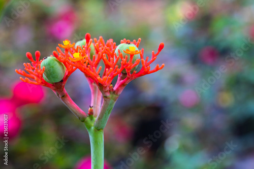 Gout plant, Guatemala Rhubarb, Australian bottle plant, beautiful flower in the garden. photo