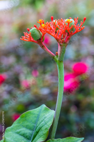 Gout plant, Guatemala Rhubarb, Australian bottle plant, beautiful flower in the garden. photo