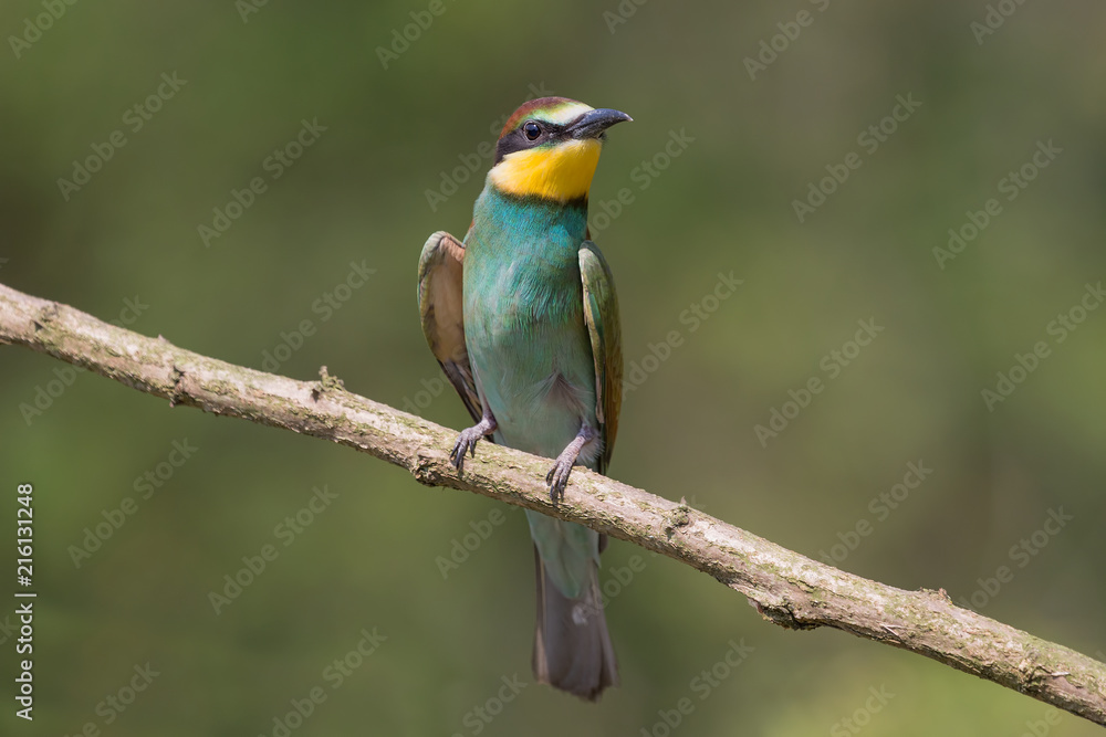 Giovane gruccione (Merops apiaster) Giovane gruccione (Merops apiaster)