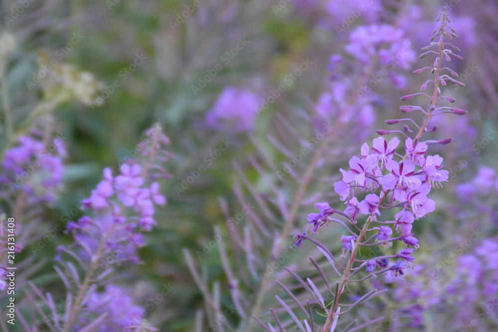 Fototapeta premium Fleurs typiques de Finlande, caractéristiques du paysage