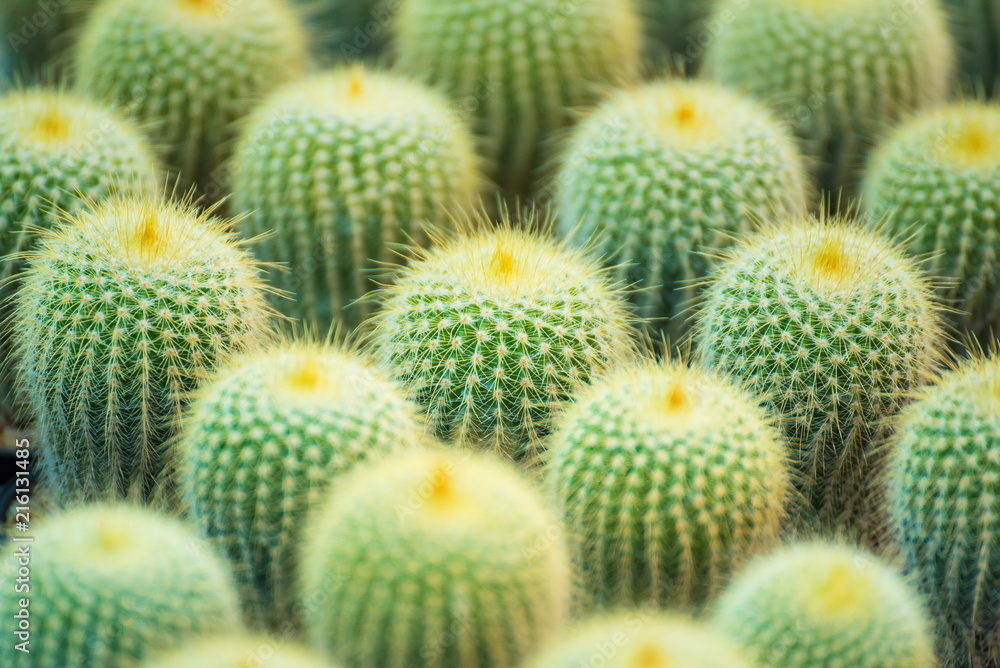 Group of small cactus plant in the pot at cactus garden.Thailand. Group of small cactus plant in the pot at cactus garden.Thailand.