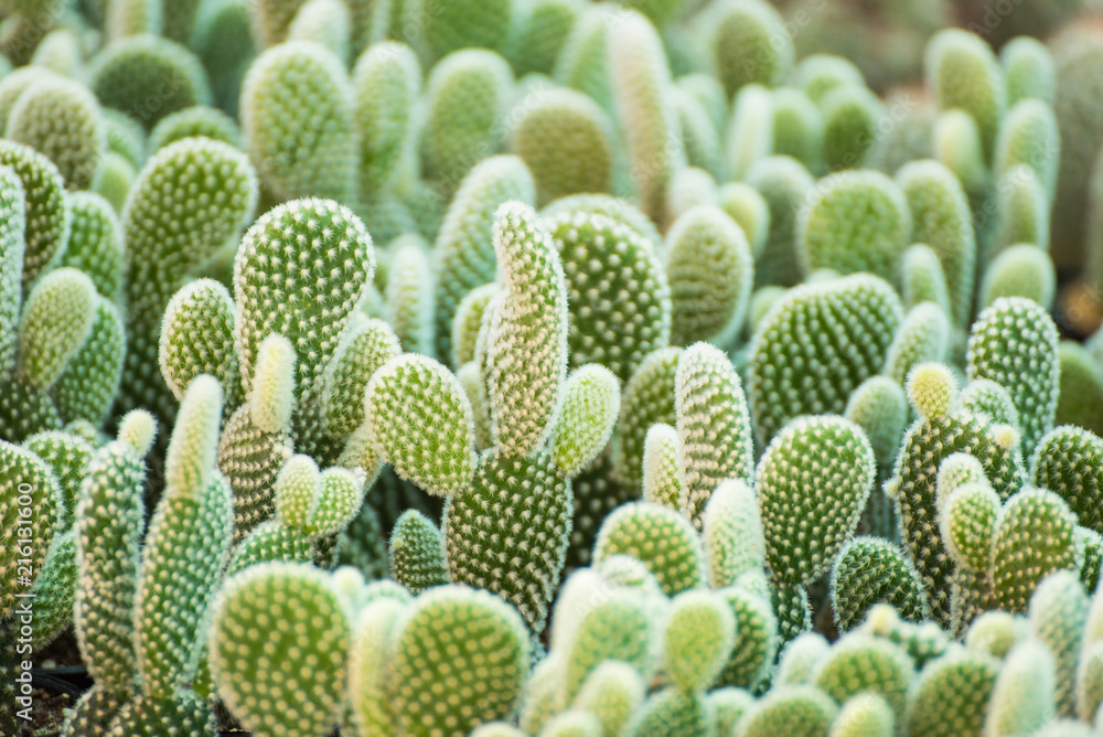 Group of small cactus plant in the pot at cactus garden.Thailand. Group of small cactus plant in the pot at cactus garden.Thailand.