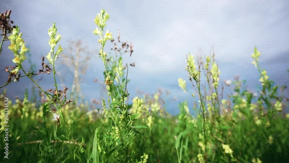 field flower swaying in the wind against the background of the rain sky field flower swaying in the wind against the background of the rain sky