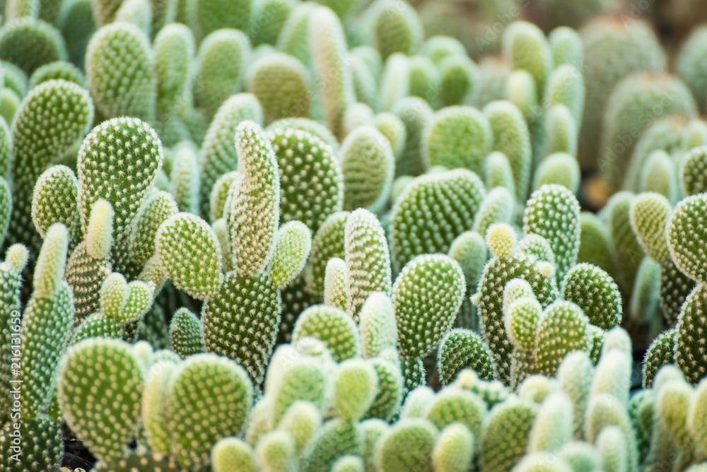 Group of small cactus plant in the pot at cactus garden.Thailand. Group of small cactus plant in the pot at cactus garden.Thailand.