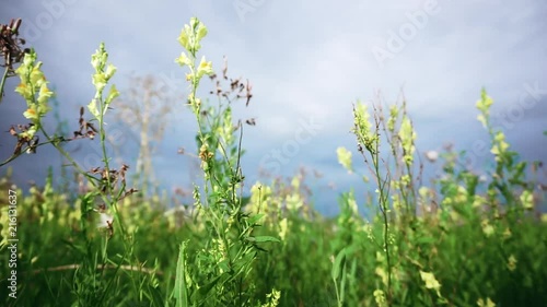 field flower swaying in the wind against the background of the rain sky