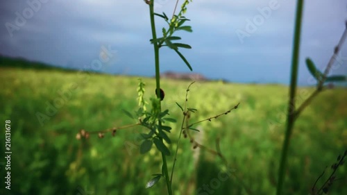 field flower swaying in the wind against the background of the rain sky