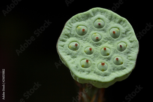 Close up of seeds lotus flower (Nelumbo nucifera) photo