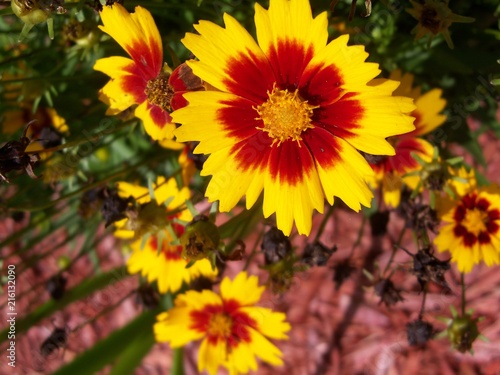 Bold and beautiful Bronze and Gold Coreposis Flowers