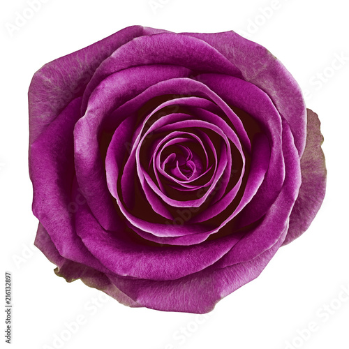 flower eggplant rose isolated on white background. Close-up.  Element of design.