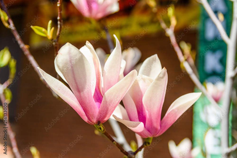 Flowers of the magnolia tree on spring day Flowers of the magnolia tree on spring day