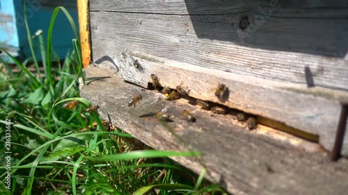 Bees fly from beehive, slow motion photo